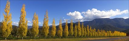 Autumn Colours